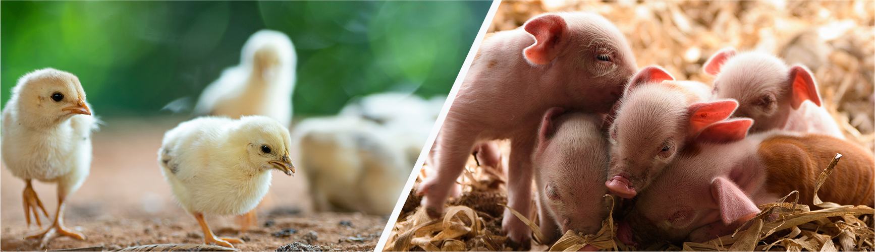 Zakwaszacz do wody kompleks czterech kwasów organicznych dla trzody chlewnej i drobiu