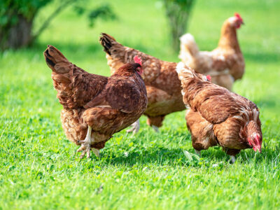 5 kluczowych zalet zakwaszacza Salmacid