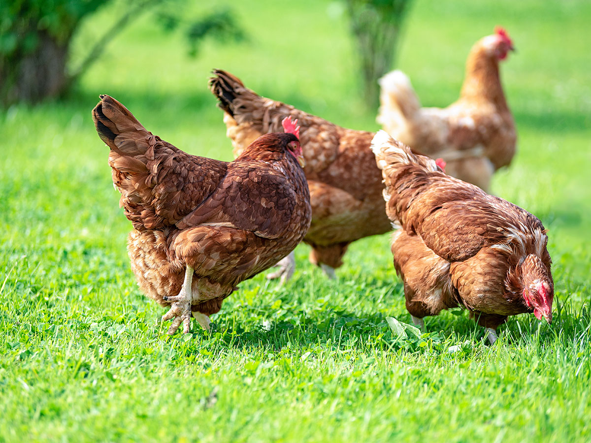 5 kluczowych zalet zakwaszacza Salmacid