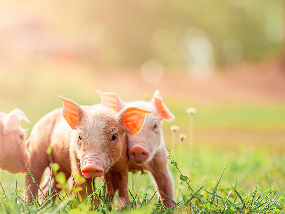 Bezpieczeństwo i przechowywanie zakwaszacza