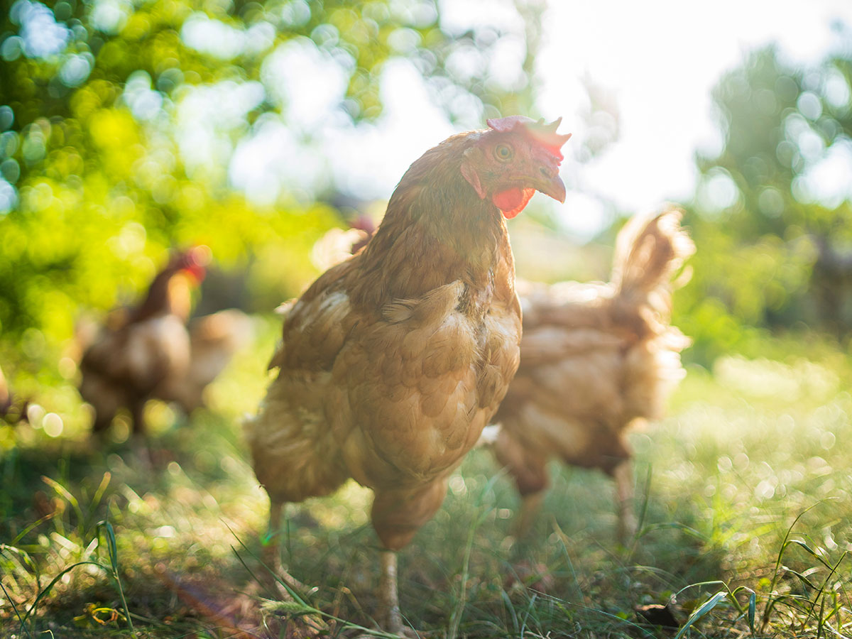 Dlaczego zakwaszacz Salmacid ma znaczenie w żywieniu drobiu