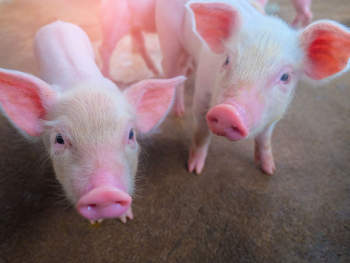 Korzyści ekonomiczne i operacyjne produktu Salmacid