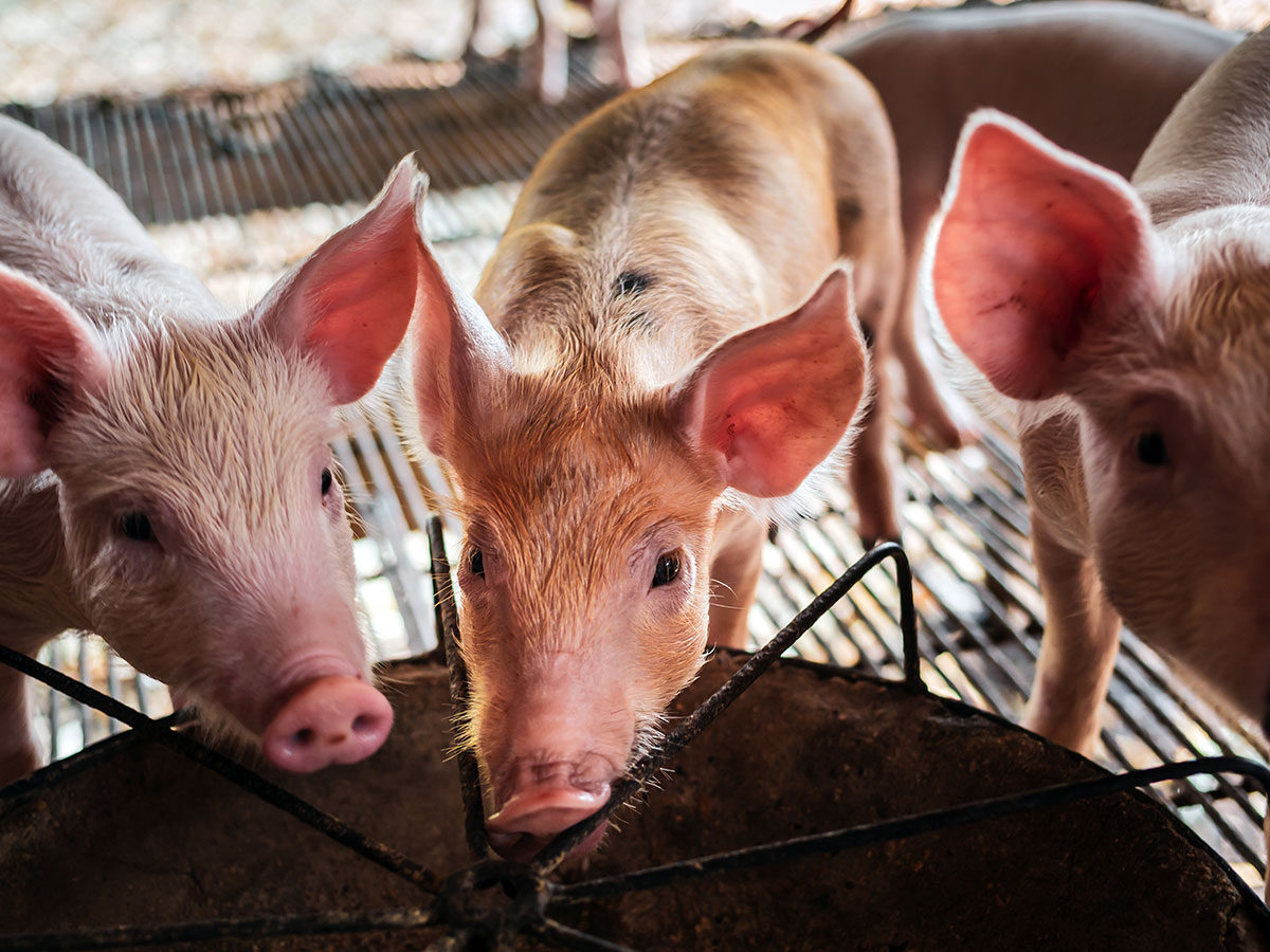 Salmacid stabilność i niezawodność