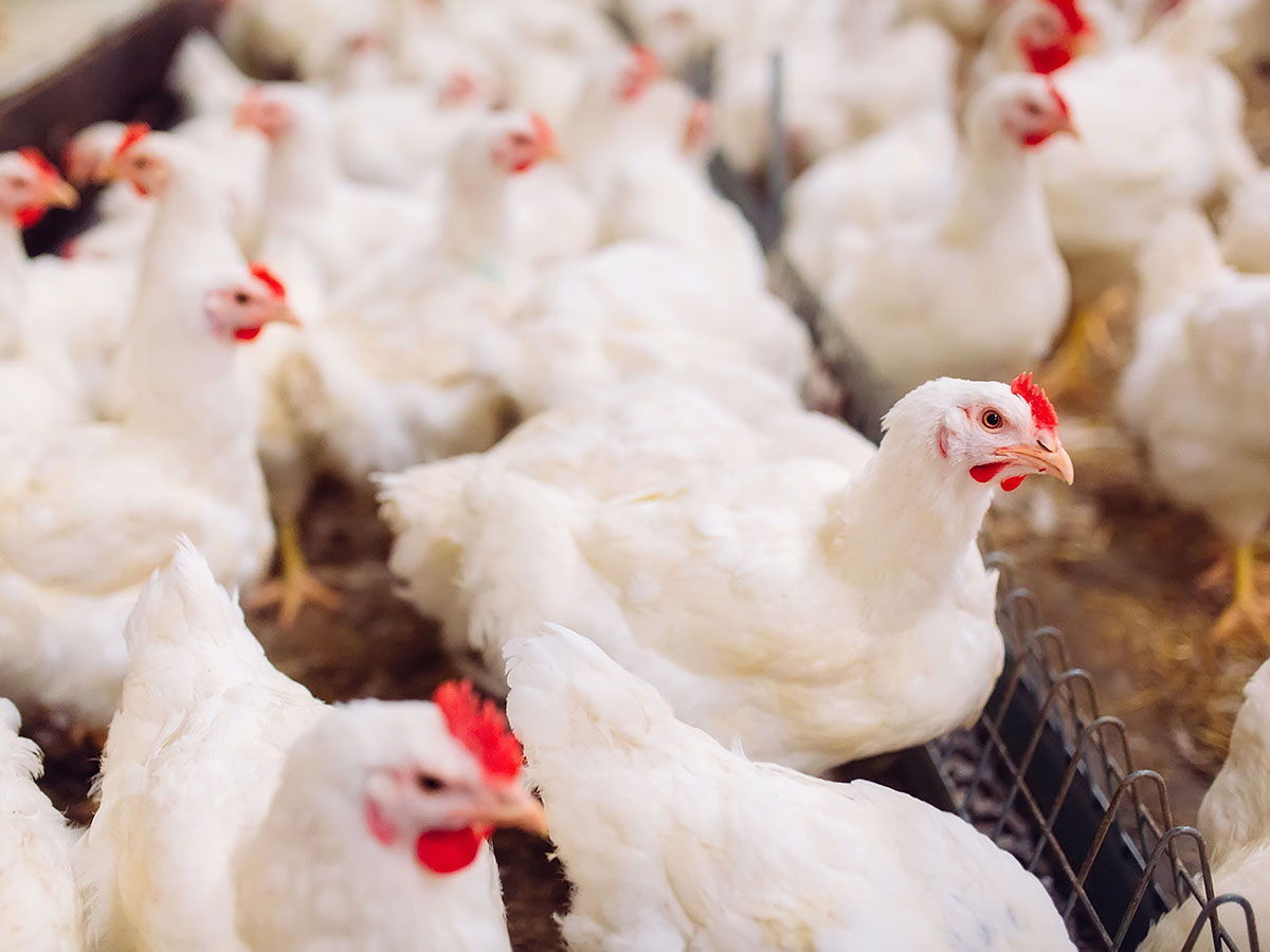 Wpływ zakwaszacza na zdrowie i wydajność