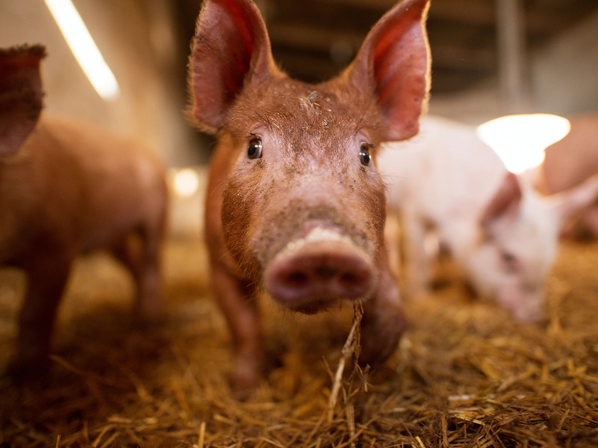 Zakwaszacz Salmacid kg