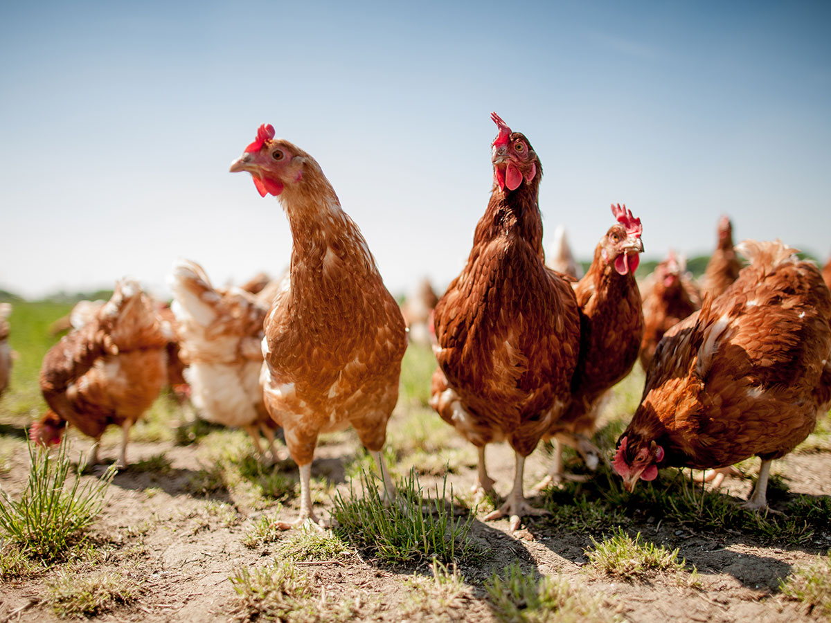 Zakwaszacz Salmacid do wody