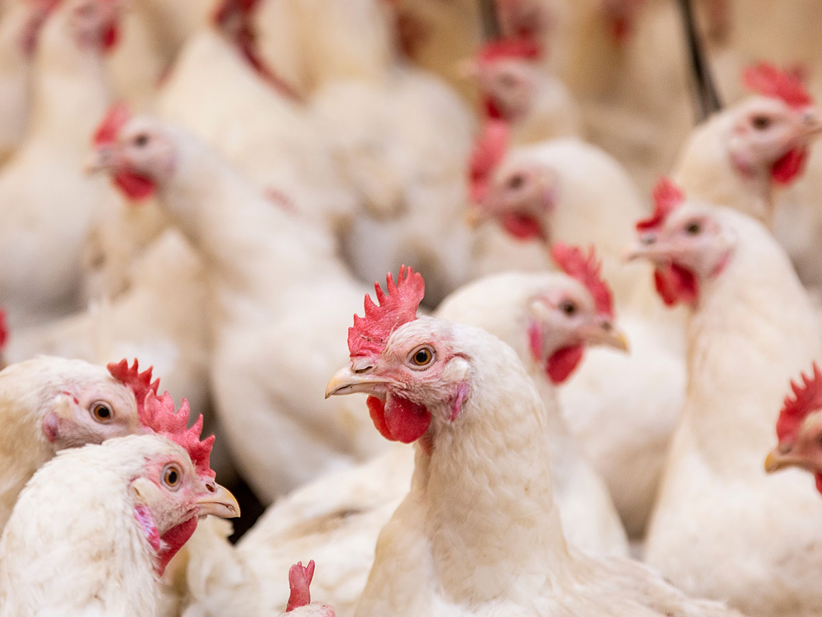 Zastosowania praktyczne zakwaszacza