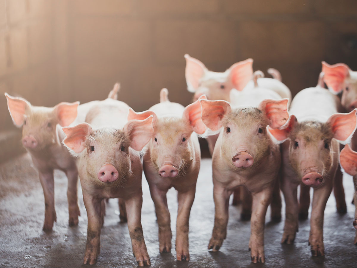 Zastosowania w praktyce zakwaszacza Salmacid