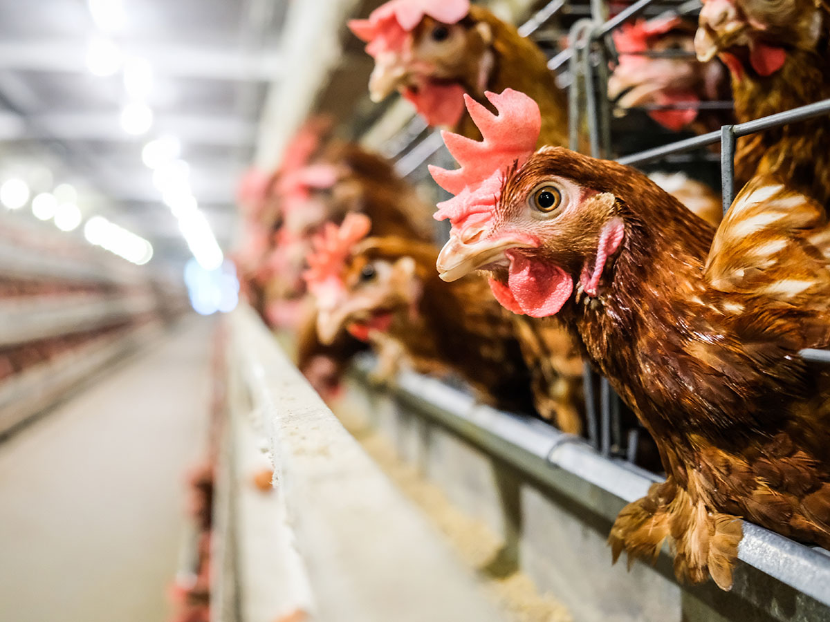 zakwaszacz Salmacid do wody