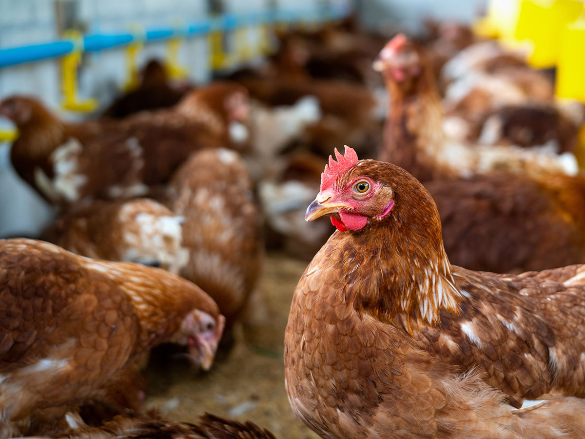 zakwaszacz dla drobiu