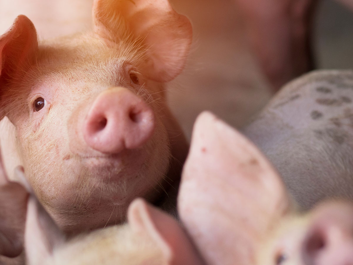 zakwaszacz dla trzody chlewnej