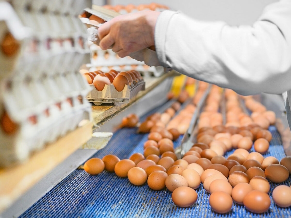 Kompleksowy przewodnik po nowoczesnym żywieniu i zdrowiu zwierząt