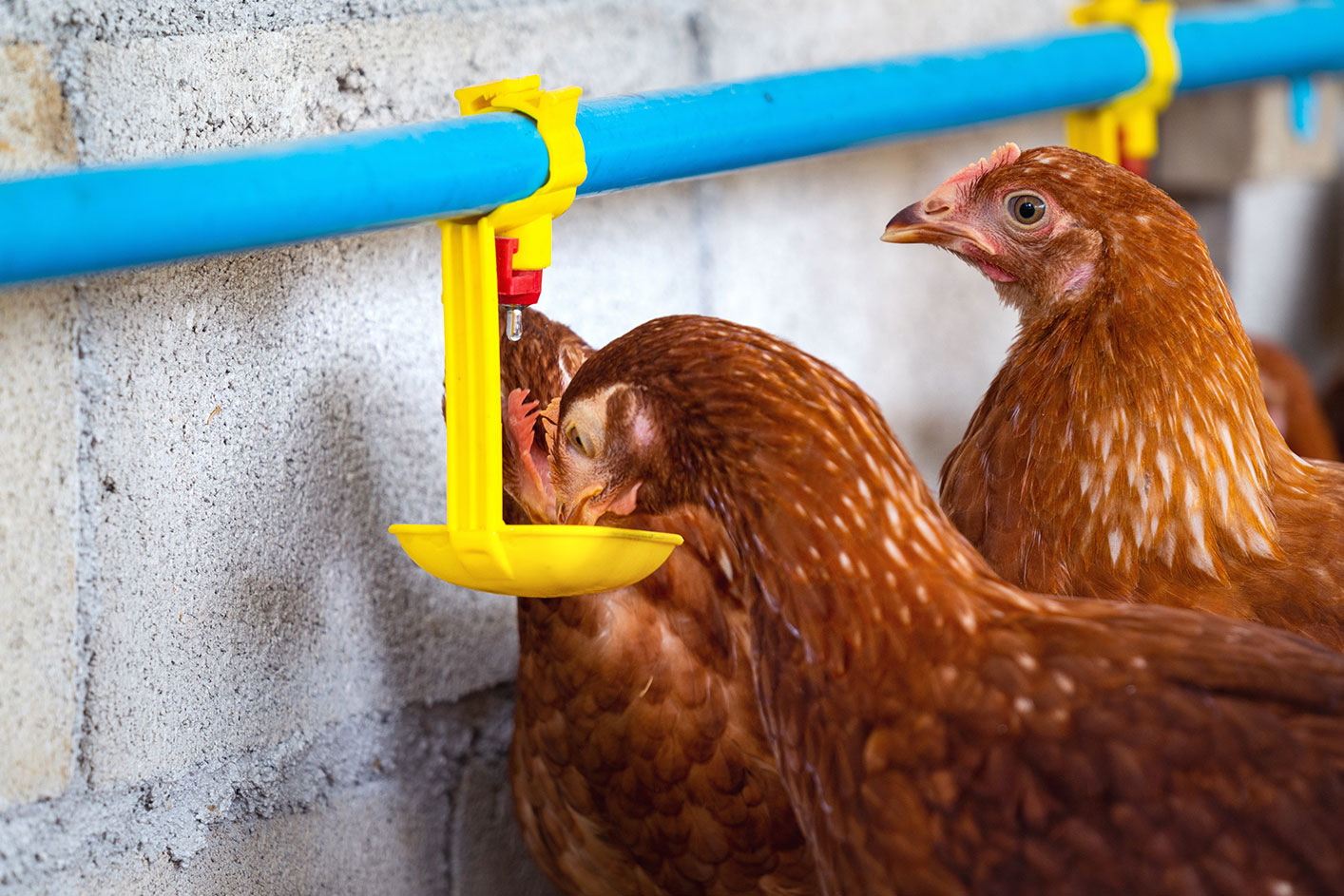 Ograniczenie antybiotyków – kierunek przyszłości