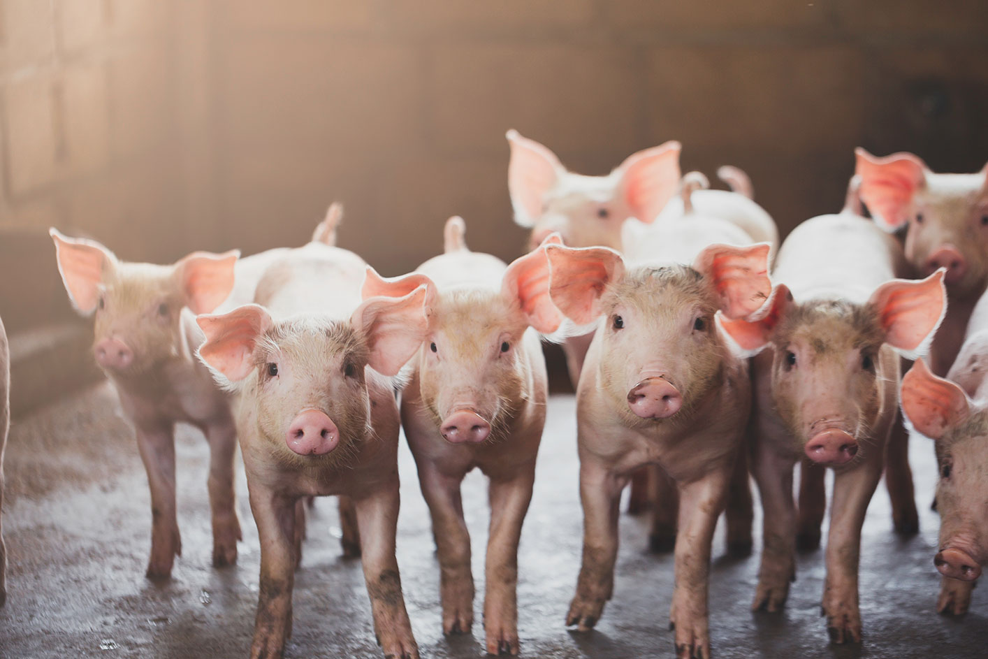 Protesty rolników w Polsce przeciwko Mercosur