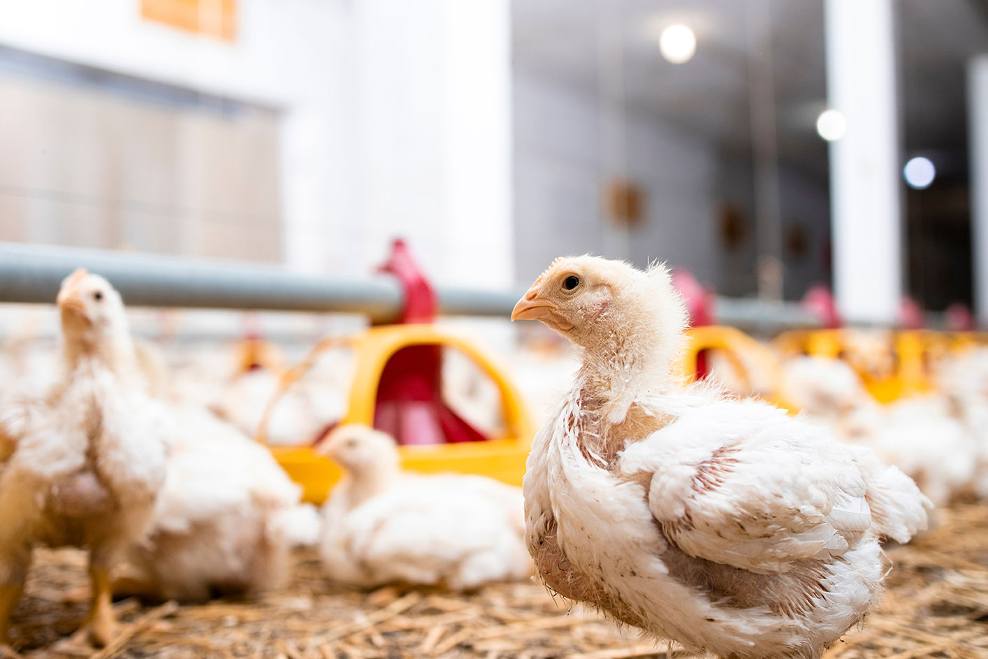 Strategie stosowania w praktyce