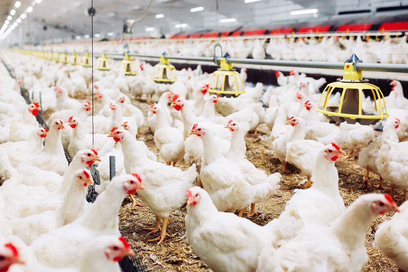 Zakwaszacz dla drobiu