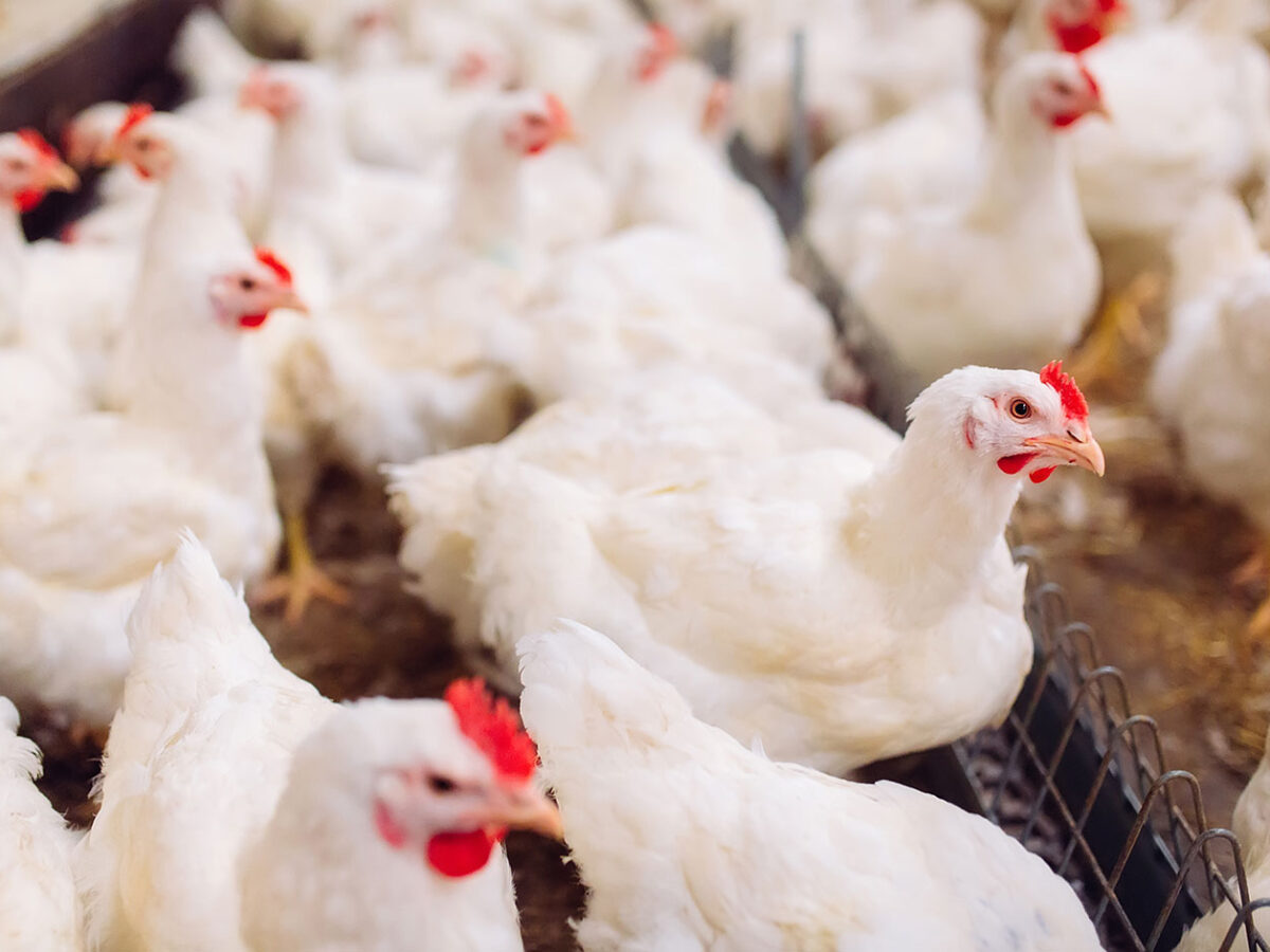 Znaczenie hodowli drobiu dla polskiej gospodarki